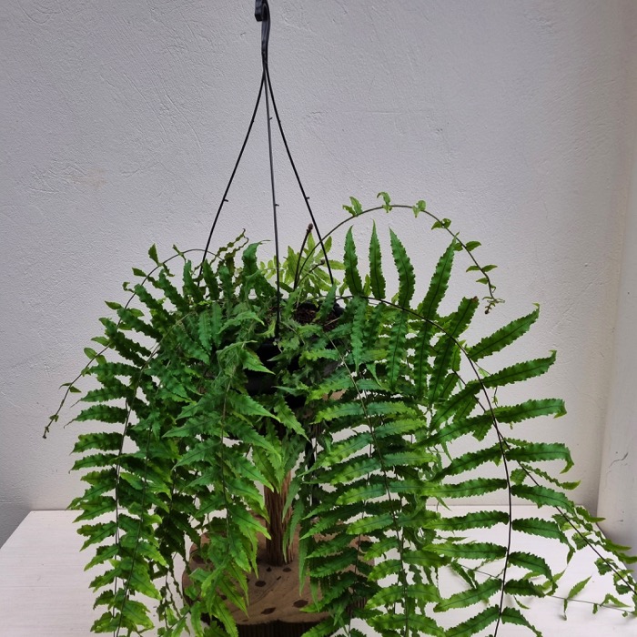 Goniophlebium subauriculatum cultivo