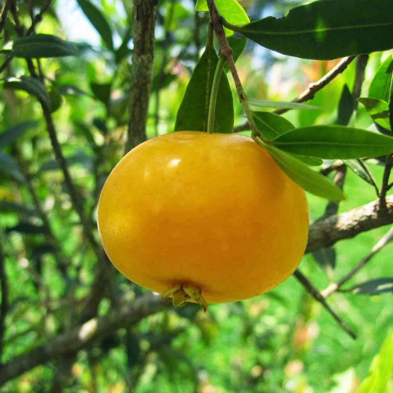 Eugenia pyriformis